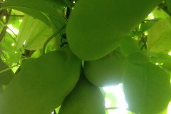 plodi-akebiyi