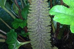tsvite-gunnera-manikata