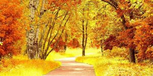 ЛИСТОПАД Листопад… Кружляє дощ листяний, Сповнений осінньої журби.