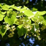 Липы цветут… Липы цветут… Липы цветут… Старые-старые липы.
