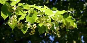 Липы цветут… Липы цветут… Липы цветут… Старые-старые липы.
